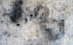 Carpet Cleaning Pros Mesa How Dirty Is Your Carpet?