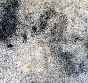 How Dirty is Your Carpet?